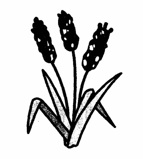 �̻ᴫͳͼ�꣨��ʮ����